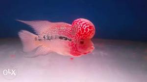 Super red Dragon flower horn fish