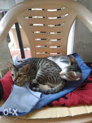 Tamed cat kitten pair
