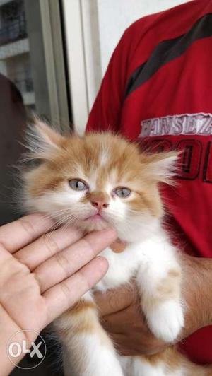 The most adorable punch face Kitten. Meet