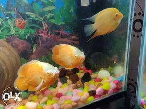 Two Albino Oscar Fishes