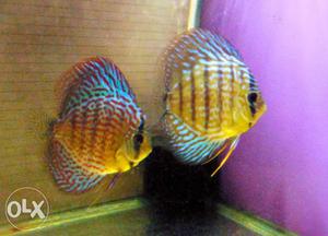 Two Gray-and-red Discus Fishes
