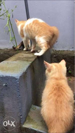 Two Orange Cats