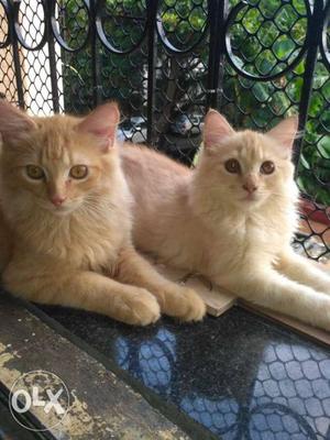 Two Orange Tabby Cats