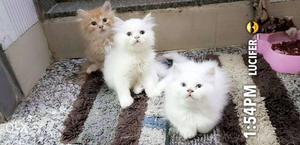 Two White And One Brown Persian Cats