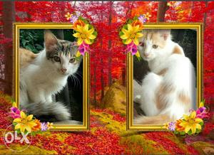 Two White And Orange Cat Photo Frame