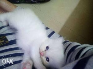 Two white Persian kitten male for sale