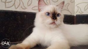 Urgent urgent urgent Himalayan cat for sale