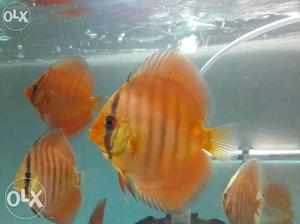 Variety of imported baby discus