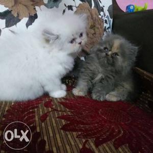 White And Gray Persian Kittens