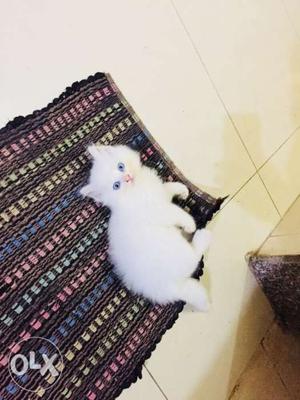 White Persion Cat 2 months Small