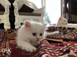 White doll face persian kitten. 2 months old.