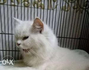 White female Persian cat for sale ₹₹