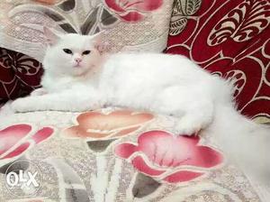 White fur perssian cat male 1 year very friendly