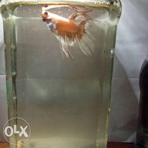 White imported crowntail betta,male