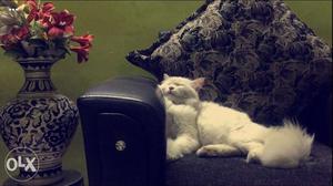 White male persian cat urgent sell.