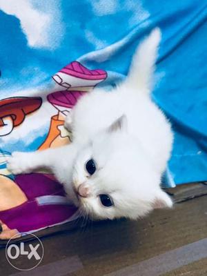 White persian kitten cat
