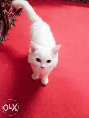 White very furry male cat vaccined price is fixed