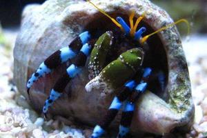 Marine electric blue hermit crab for sale