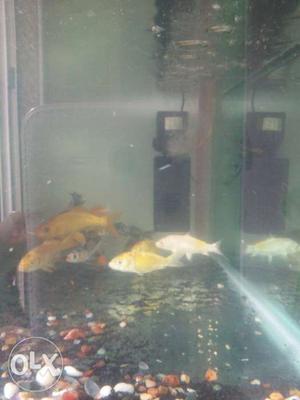 Red tail cat fish 4 inch plus for rs420 negotiable