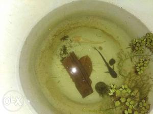 1 black shark 20c.m & 1 white mushu 20c.m forsale...