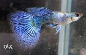 16 type Guppy Available