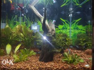 1X1 cristal clear with full live plant's fish