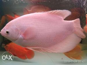 1year old my fish full healthy albino jient gorami for 15"