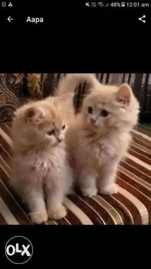 2 brown persian cats, with a food bowl and