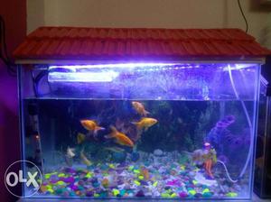 2 by 1.5 fish tank with top filter,10 fishes 6