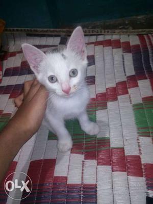 2 cats for 500 rupees Cairo breed 2 months good