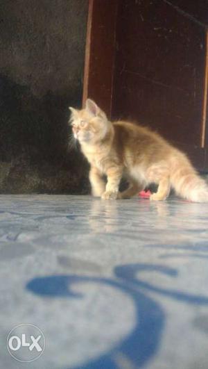 2 month female Persian Cat sell