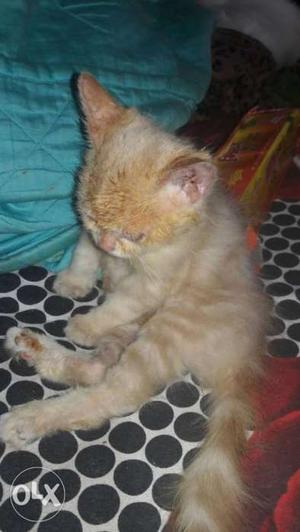 2 month old male kitten helthy n active toilet
