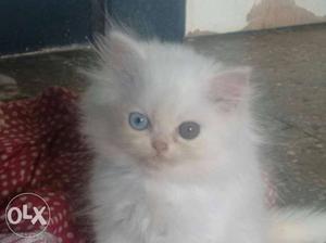 2 months old female, persian cat, odd eyes
