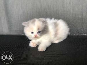 2 months old pure Persian cat kitten on sale