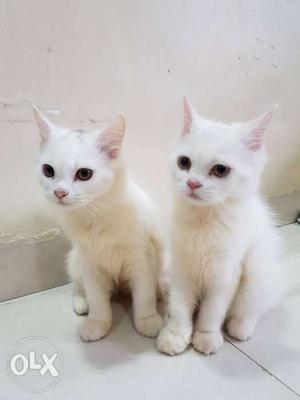 2 white persian kitten for sale (both male 3