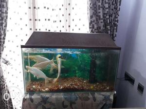 3 ft length 1.5 ft height and 1 ft width aquarium