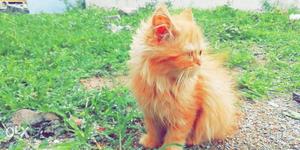 3 months persian cat female contact