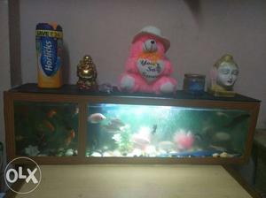 36x10 fish aquarium with 20 Fish +
