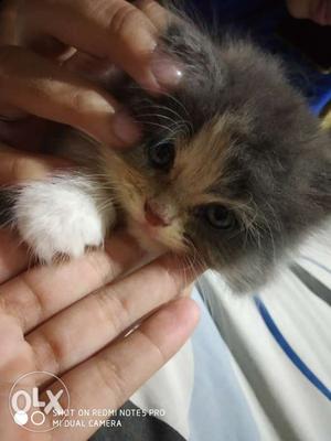 45 days old greyish white female Persian kitten