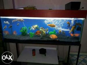 4ft aquarium with fishes and all accessories