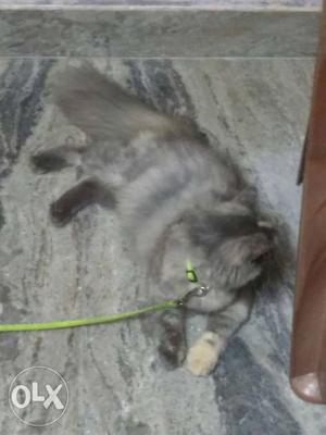 5 months old Semipunj kitten, pure quality,