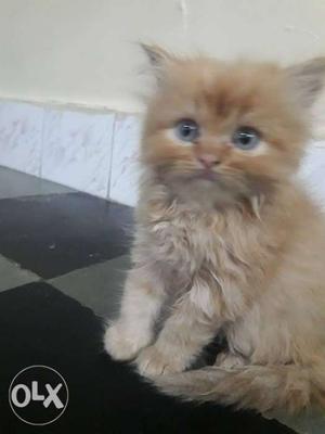 55 day's old parsihan kitten long hair male for