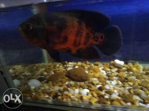 7 inch black red OSCAR fish urgent sale