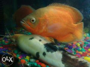 8-9 inch imported fire Oscar fish pair. Urgent