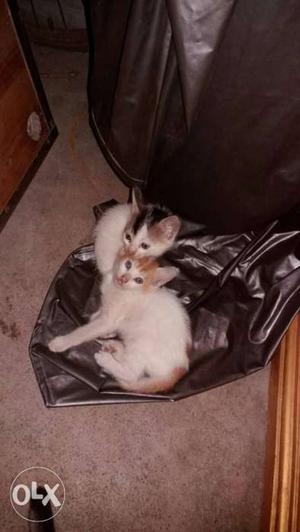 Adoption for cute little kittens (urgent)