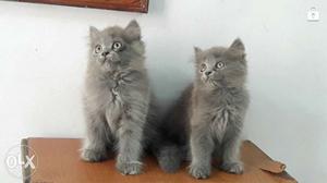 Adorable Persian kittens for sale each 8k