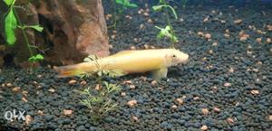Algae eater fish  to 4 inches PAIR for sell
