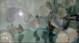 All type of discus fishes for wholesale...