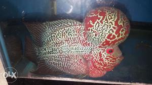 All types big Flowerhorn fishes wholesale prices