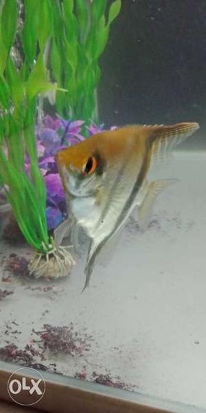 Angel fish for sell female call me urgently